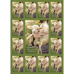 Jahreslosung 2021 - Aufkleber-Grußkarten, 12 Stück - Schaf