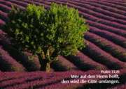 Postkarten Lavendelfeld mit Baum, 6 Stück