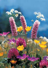 Siegfried Eigstler - Faltkarten Wiesenblumen, 5 Stück Faltkarten Wiesenblumen, 5 Stück