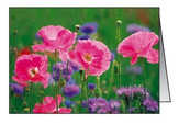 Faltkarten Mohn, 5 Stück Faltkarten Mohn, 5 Stück