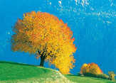 Faltkarten Bunte Herbstbäume, 5 Stück
