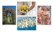 Faltkartenserie Hochzeit, 4 Stück Faltkartenserie Hochzeit, 4 Stück